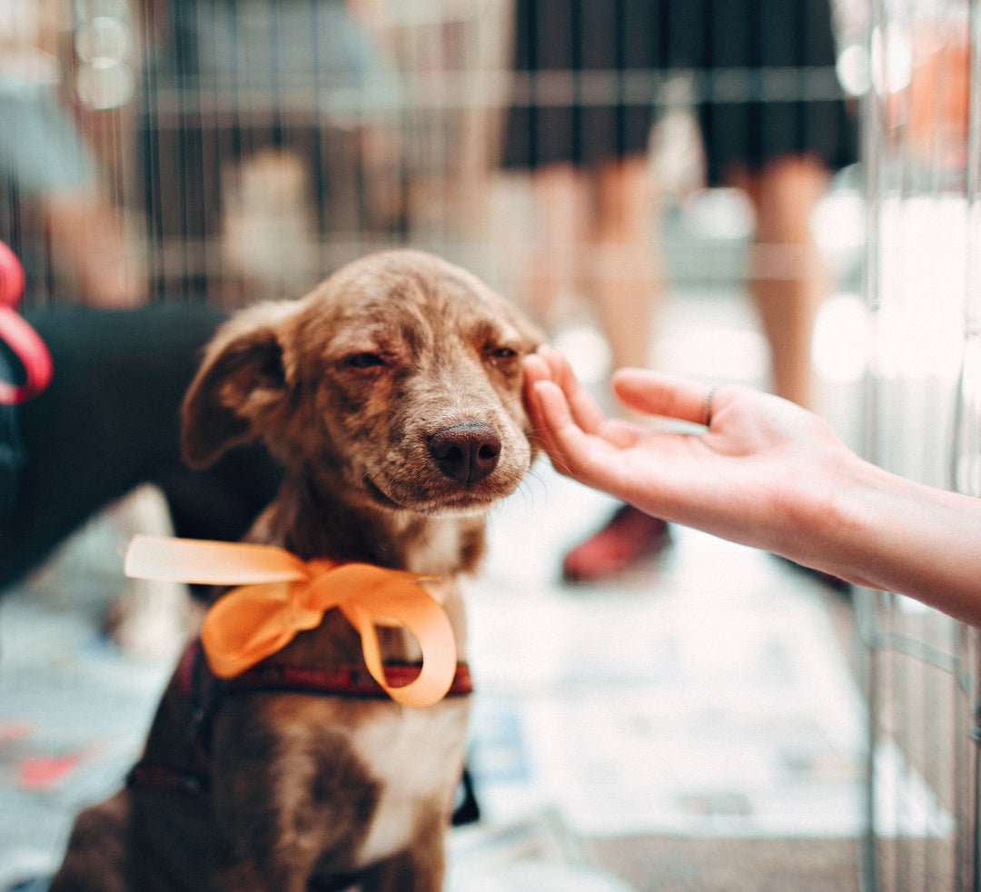 Building Your Shy Dog's Confidence