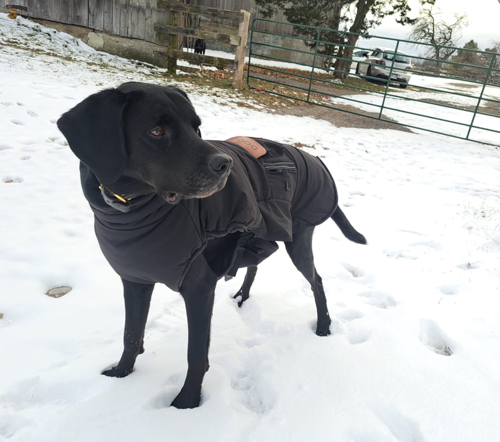 Battery operated heated dog coat sale