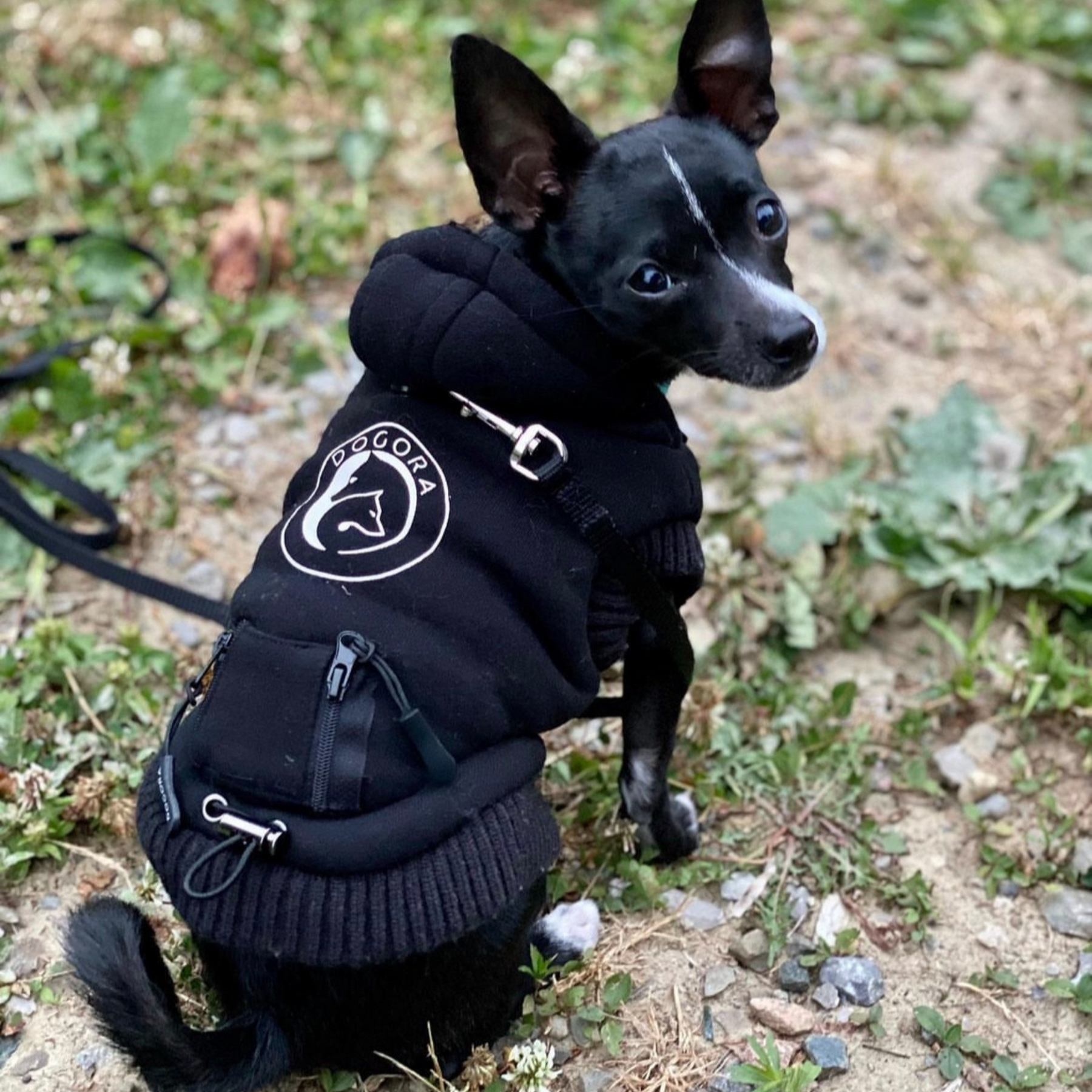 Adidas dog coat shop