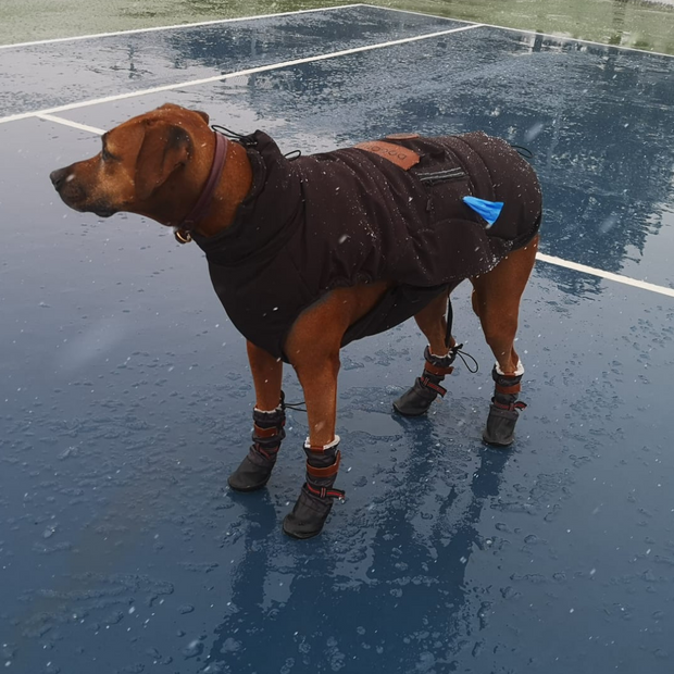 Dog 2025 booties canada