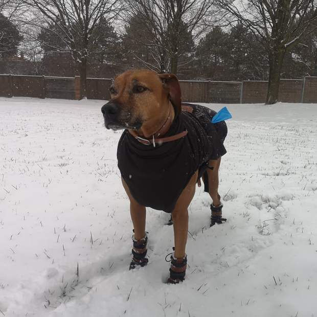 Xxs dog on sale winter boots