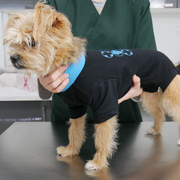 Aldergrove Animal Hospital Custom